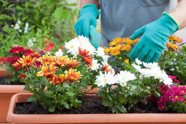 Hands of gardener potting flowers in greenhouse or garden - selective focus on the flowers - chrysanthemum"n