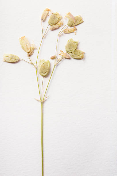 istock Dried plant green herbs on white paper texture background 1272940332