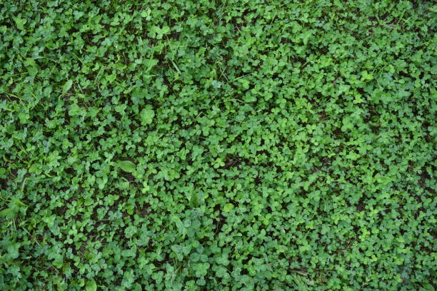 istock Background of the lawn. Grass. Clover 1272940426