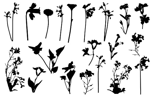 Silhouettes of different flowers (daffodil, daisy and etc.), different wild plants. Set, vector illustration