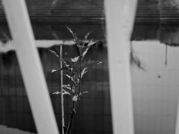 Up close shot of a lone plant growing on the edge of the river bank.