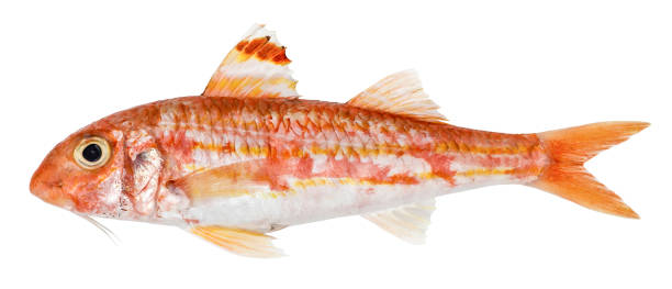 Red mullet isolated. Fresh fish Red mullet isolated. Fresh fish bottom the weaver stock pictures, royalty-free photos & images