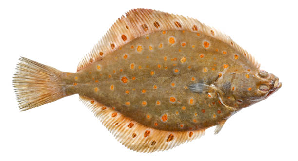Starry flounder