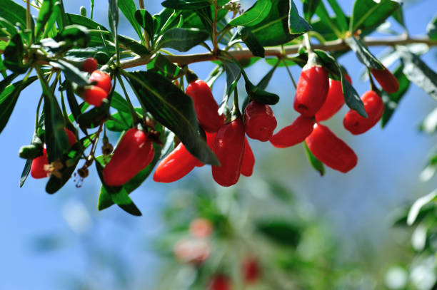 frutti di bacche di goji e piante nel campo di sole - lycium chinese foto e immagini stock