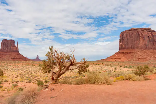 Monument Valley Utah gnarley litte tree in foreground bewteen two rock outcrops in desert with white clouds above.
