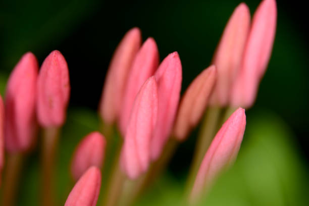 This is a photograph of blossoming buds shot in super macro magnification.