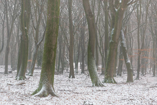 Beech trees with dramatic shapes in a  misty and snowy  forest during a cold snowy winter day. The forest ground is covered with snow and fallen leaves. The light fog is giving the forest a desolate and depressing atmosphere.