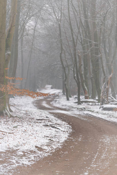 istock Path through a misty forest during a foggy winter day 1272942788