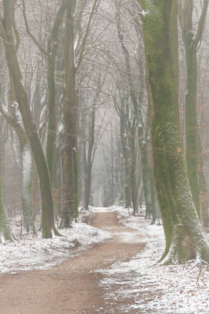 istock Path through a misty forest during a foggy winter day 1272943369