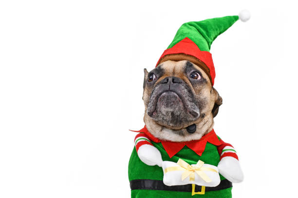 Cute Christmas elf dog. A French Bulldog dog wearing traditional christmas costume with arms holding present Cute Christmas elf dog. A French Bulldog dog wearing traditional christmas costume with arms holding present with funny face isolated on white background animal arm photos stock pictures, royalty-free photos & images