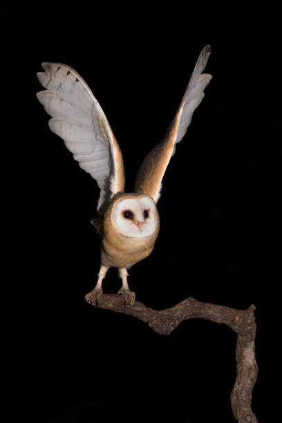 istock The Barn owl go to hunting (Tyto alba) 1272943620