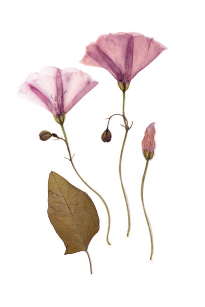 istock Pressed and dried spring summer wild flower bells on white background 1272943643