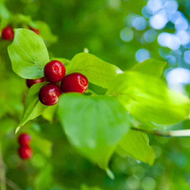 Red berries of cornelian cherry growing in nature