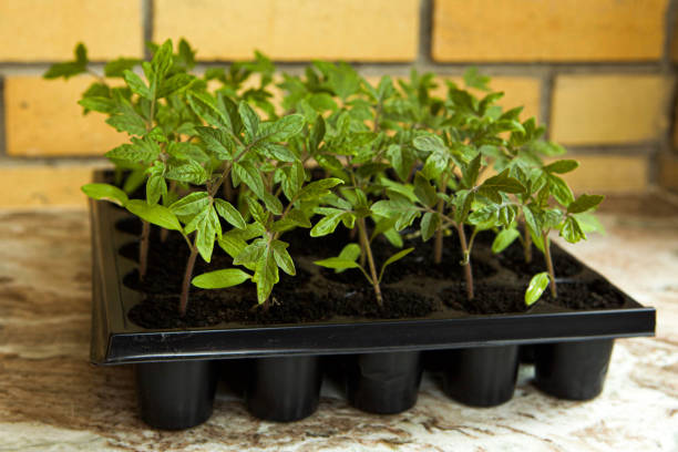 Young sprouts of tomatoes, by the window in a plastic container. Growing tomatoes.