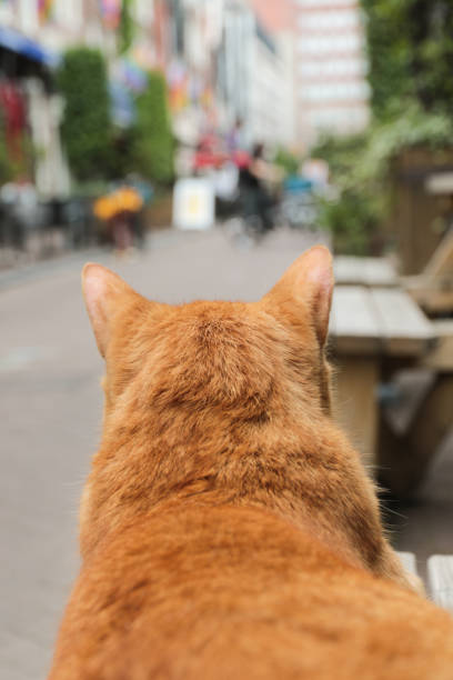 gran gato de la calle rojo observando la carretera - domestic cat city life animal pets fotografías e imágenes de stock