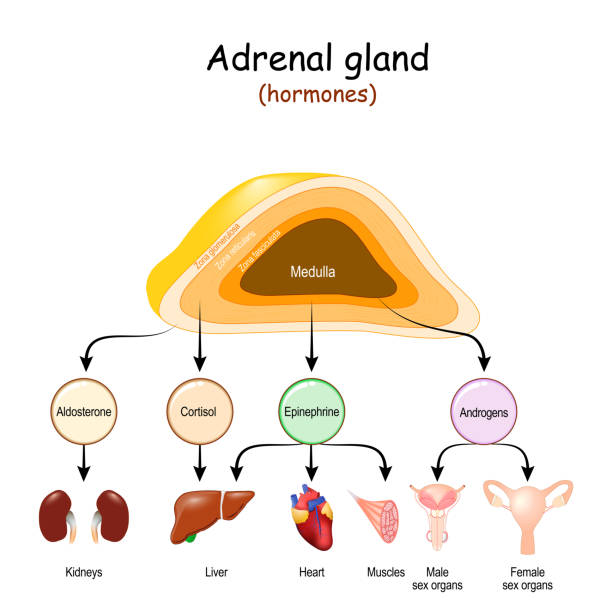 ilustrações de stock, clip art, desenhos animados e ícones de hormones of adrenal glands and internal organs-targets for androgens, epinephrine, cortisol, and aldosterone. - suprarenal gland