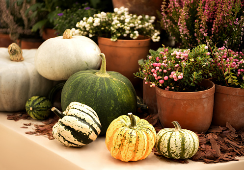 Harvested  milticolored  pumpkins lay on potted heather plants background