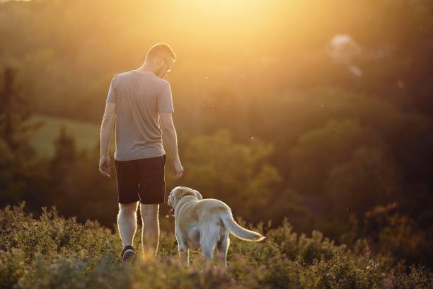 istock Man with dog walking on meadow at sunset 1272947397