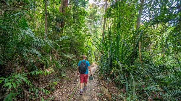 istock Man hiking in the jungle 1272947651