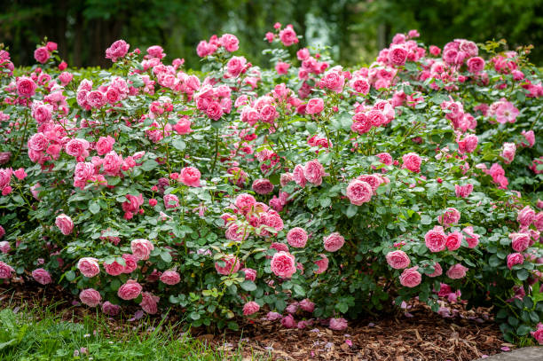 istock Bush of roses on bright summer day. 1272947740