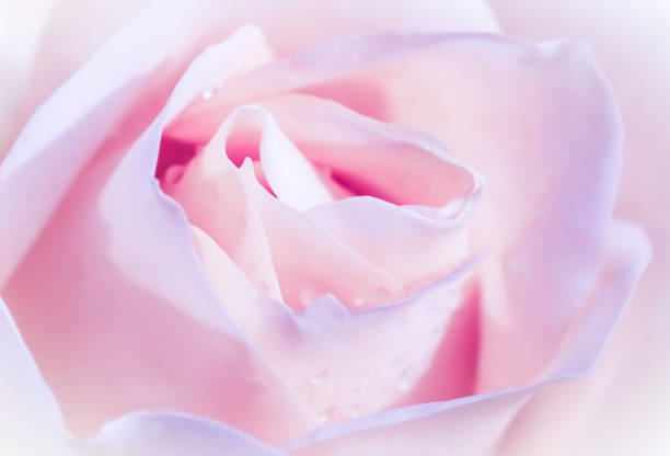 istock Soft focus, abstract floral background, pink white rose flower. Macro flowers backdrop for holiday brand design 1272948287