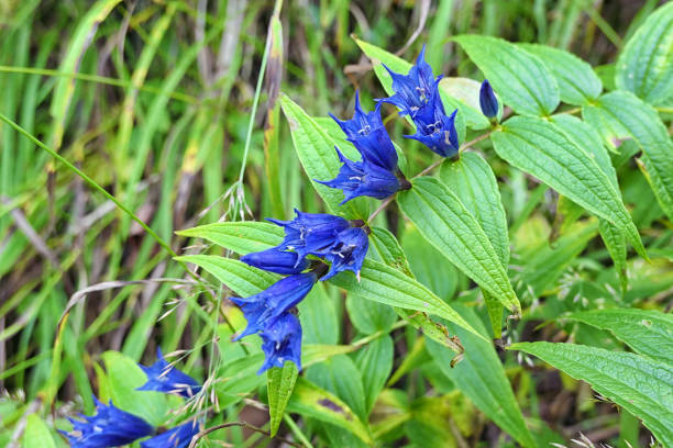 blue willow gentian (Gentiana asclepiadea) in blossom at austrian alps.
