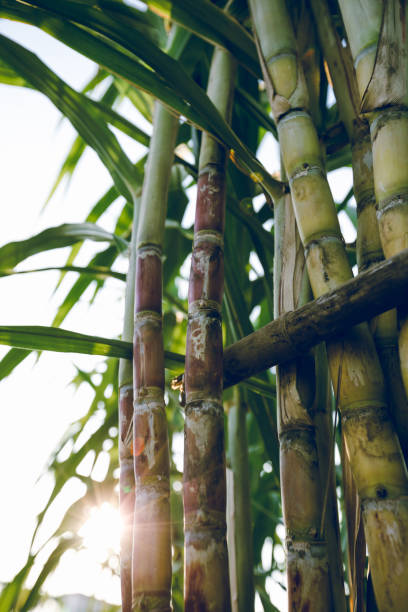 istock Sugarcane plants in growth at field 1272949337