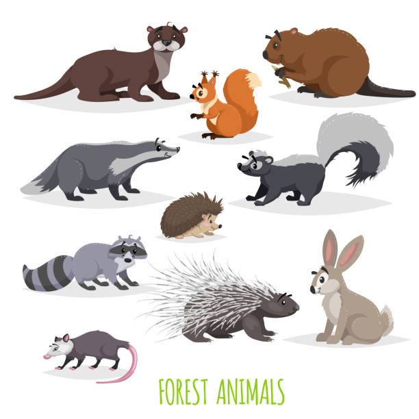 ilustrações, clipart, desenhos animados e ícones de conjunto de bosques e pequenos animais da floresta. coleção de fauna da europa e américa do norte. guaxinim, ouriço, lebre, esquilo, texugo, gambá, castor, lontra e porco-espinho. - porco espinho