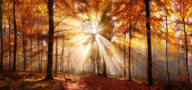 istock Enchanting sun rays in a forest in autumn 1272949716