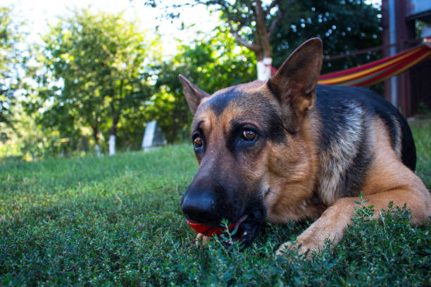 istock a big handsome dog playing with a ball in the backyard 1272949719