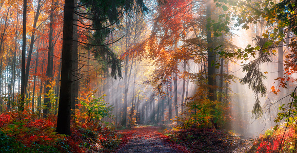 Magical autumn scenery in a misty forest