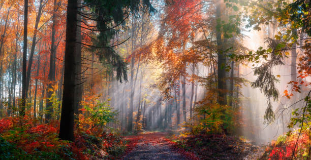 Magical autumn scenery in a misty forest Magical autumn scenery in a dreamy forest, with rays of sunlight beautifully illuminating the wafts of mist and painting stunning colors into the trees autum light stock pictures, royalty-free photos & images