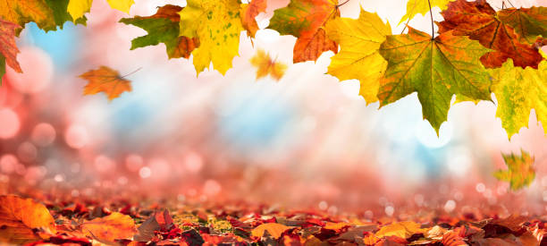 istock Autumn leaves on blurred background with sunlight 1272949888