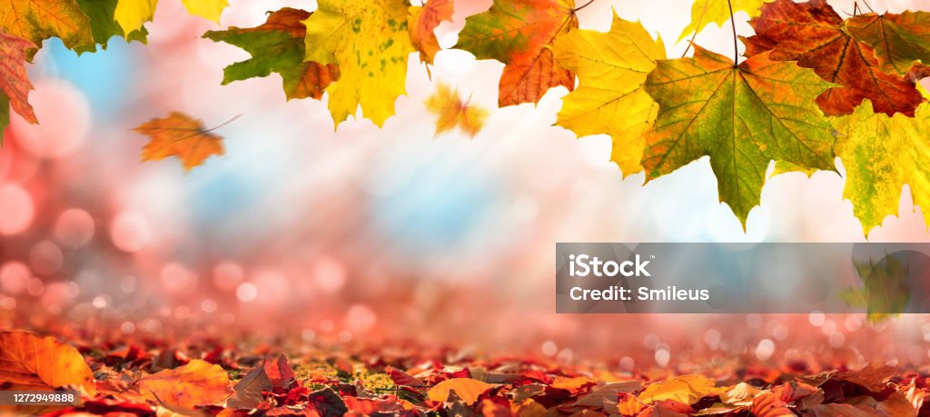 Autumn leaves on blurred background with sunlight Colorful maple leaves of autumn decorate a beautiful nature bokeh background with foliage on the forest ground, with red, orange, yellow, green and blue November Stock Photo