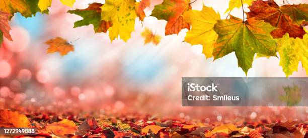 Autumn Leaves On Blurred Background With Sunlight Stock Photo - Download Image Now - November, Autumn, Autumn Leaf Color