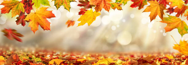 istock Autumn leaves framing blurred background with sunlight 1272950416