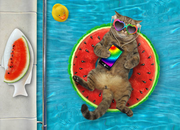 istock Cat with smartphone rests in pool 1272951195