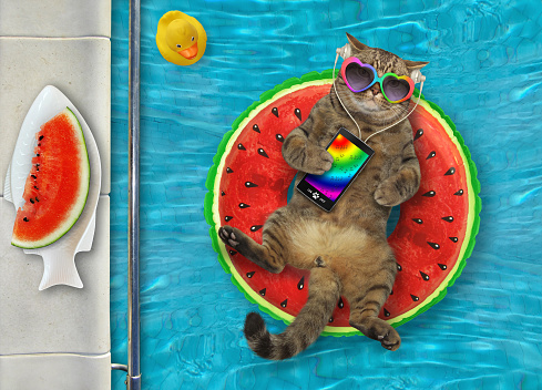Cat with smartphone rests in pool