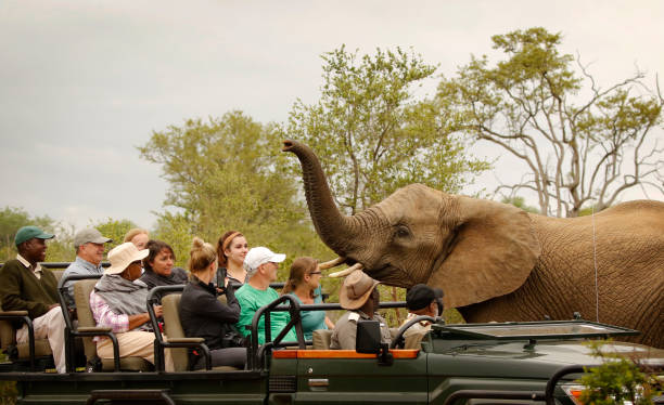 pessoas safári áfrica elefante natureza natureza savana veículo aberto veículo perto animal encontrar turismo turístico viajar floresta maior parque nacional kruger - safari - fotografias e filmes do acervo