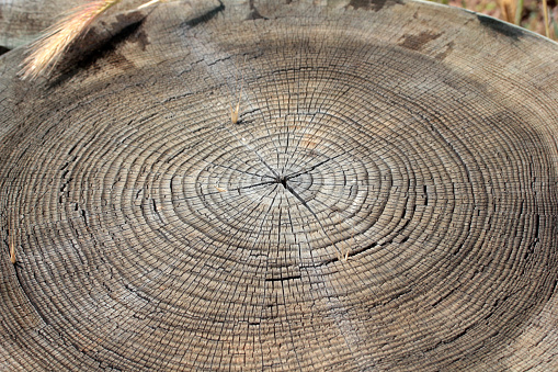 Tree ring abstract background textured