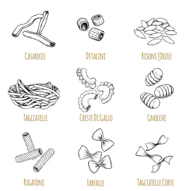 Vector illustration of Hand drawn italian pasta set. Different types of traditional italian cuisine in sketch style with signs. Casarecce, ditalini, risoni (orzo), tagliatelle, creste di gallo, gnocchi, rigatoni, farfalle, tagliatelle corte.