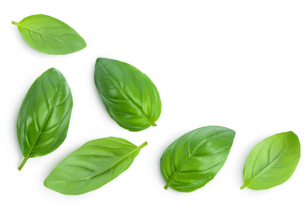 istock Fresh basil leaf isolated on white background with clipping path and full depth of field. Top view with copy space for your text. Flat lay 1272955737
