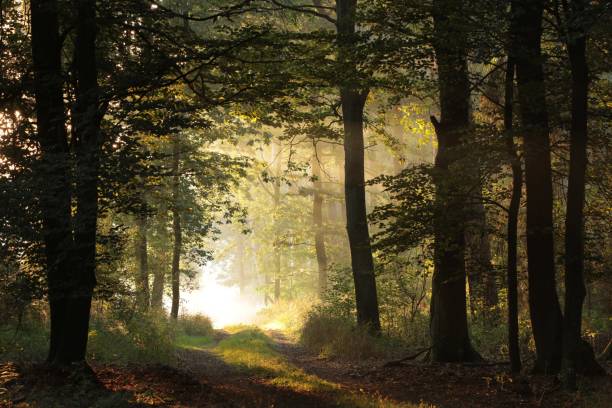 istock Country road at dawn 1272956621