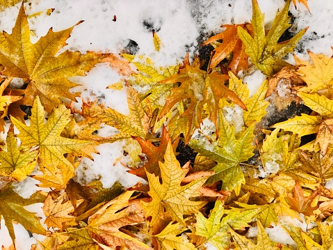 The new year starts at the begining of the winter season when the fall season ends by. This conceptual photo of a mix of fallen tree leaves on the ground snow represents the concepts of time transition or change from fall to winter at the beginning of the new year when changes in the nature and environmental conditions occur as well.