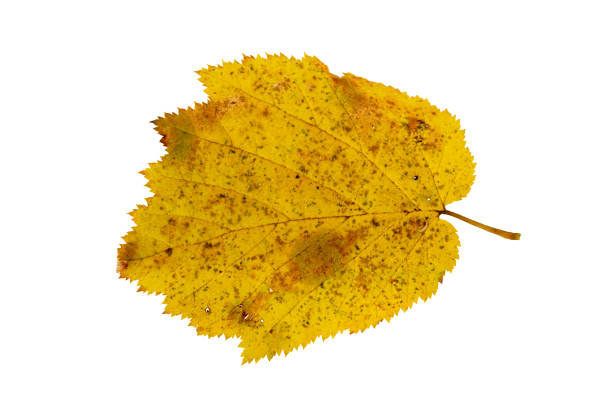 istock Close-up of autumn leaf on white background 1272958891