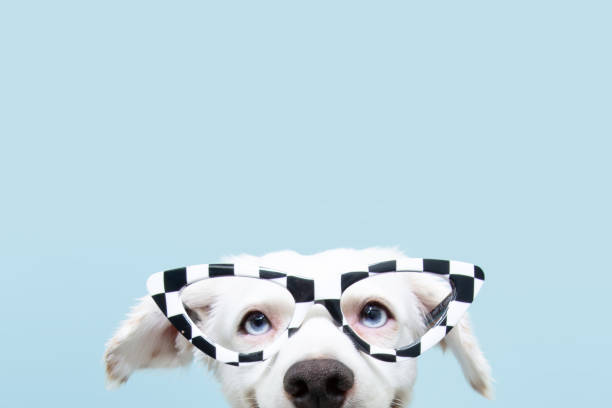 nahaufnahme lustige hundeversteck mit brille feiern halloween oder karneval. glücklicher ausdruck. isoliert auf blauem hintergrund. - costume expressing positivity cheerful close up stock-fotos und bilder