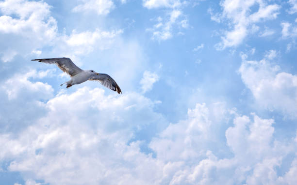 istock Seagull flying above with clouds in background 1272959173