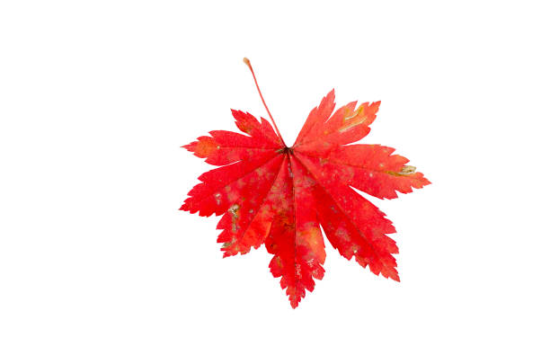 Close-up of bright autumn leaf on white background