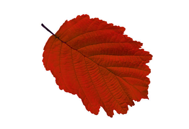 Close-up of bright autumn leaf on white background