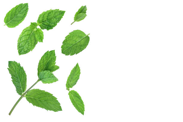istock fresh green mint leaves isolated on white background, top view. Flat lay. With copy space for your text 1272960031